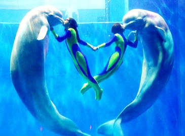 «Поцелуй человека и кита» в канун праздника