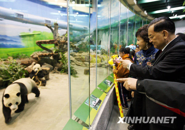 Подаренные Тайваню материковой частью Китая большие панды впервые предстали перед посетителями