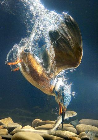 Фотографии зимородка, ловящего рыбу под водой