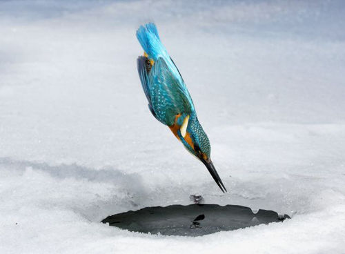 Фотографии зимородка, ловящего рыбу под водой
