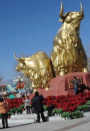 В год Быка як популярен в Тибете