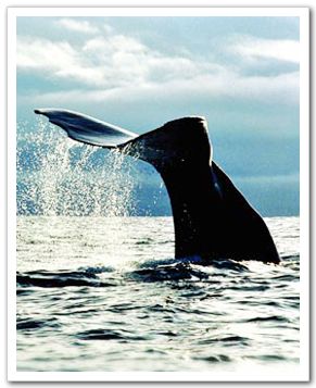 Любование китами в Кайкоура Новой Зеландии