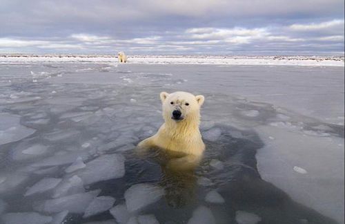 Белые медведи в объективе фотографа