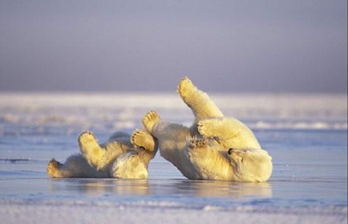 Белые медведи в объективе фотографа