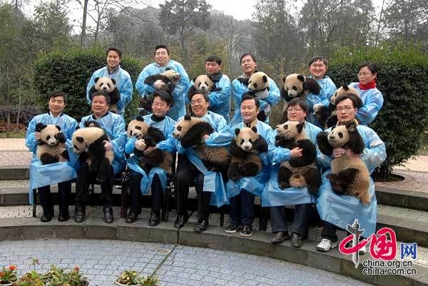 13 детенышей панд, родившихся в Волуне провинции Сычуань, пошли в «детский сад» 1