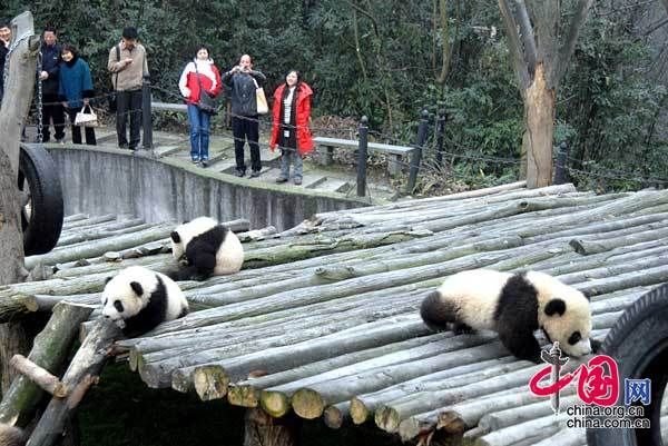 13 детенышей панд, родившихся в Волуне провинции Сычуань, пошли в «детский сад» 2