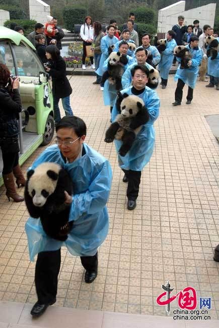 13 детенышей панд, родившихся в Волуне провинции Сычуань, пошли в «детский сад» 3