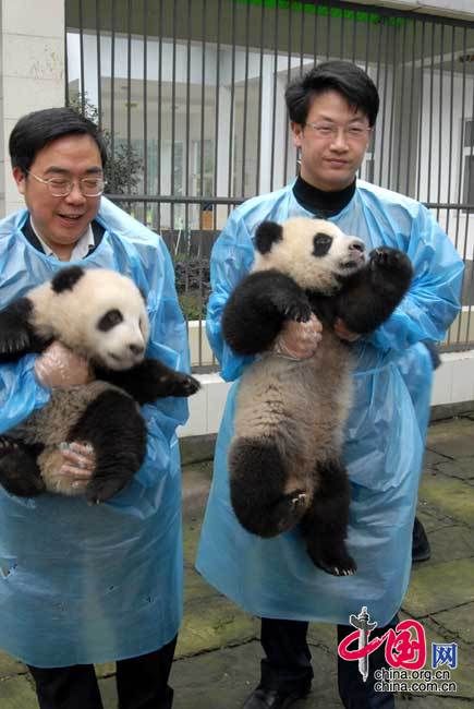 13 детенышей панд, родившихся в Волуне провинции Сычуань, пошли в «детский сад» 4