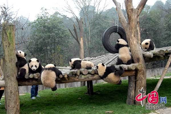 13 детенышей панд, родившихся в Волуне провинции Сычуань, пошли в «детский сад» 5