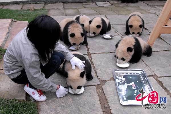 13 детенышей панд, родившихся в Волуне провинции Сычуань, пошли в «детский сад» 6