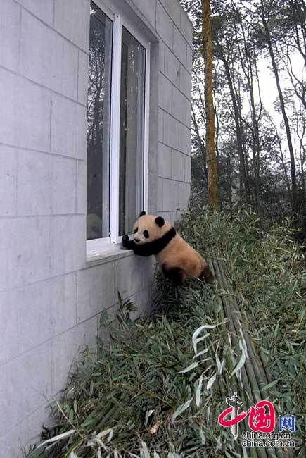 13 детенышей панд, родившихся в Волуне провинции Сычуань, пошли в «детский сад» 7
