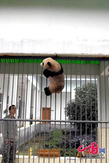 13 детенышей панд, родившихся в Волуне провинции Сычуань, пошли в «детский сад» 8