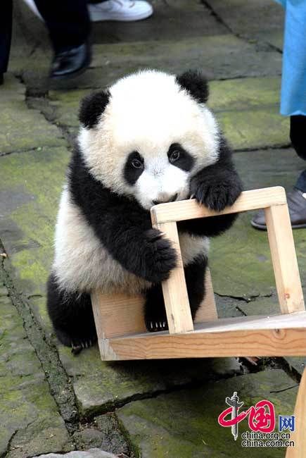 13 детенышей панд, родившихся в Волуне провинции Сычуань, пошли в «детский сад» 10