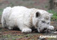 Успешно родился на свет «серебряный тигр» в заповеднике диких животных в г. Гуйян