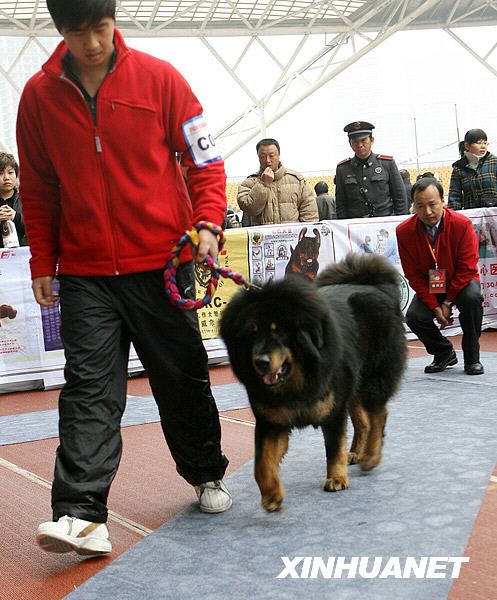 В провинции Цзянсу прошел финал конкурса тибетских мастиффов 2009 года 2