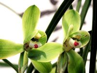 Очаровательные орхидеи в парке Чжуншань Пекина