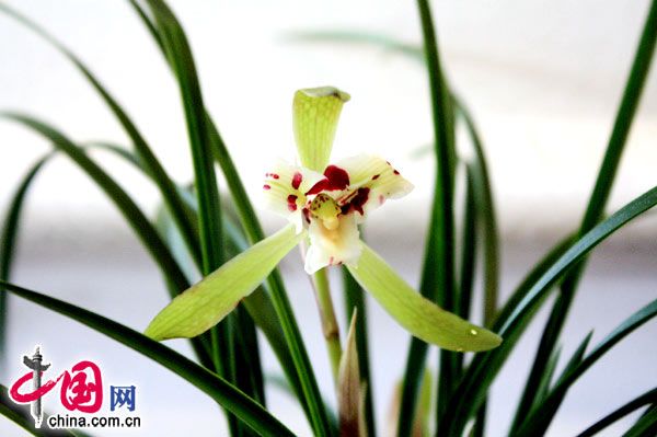 Очаровательные орхидеи в парке Чжуншань Пекина