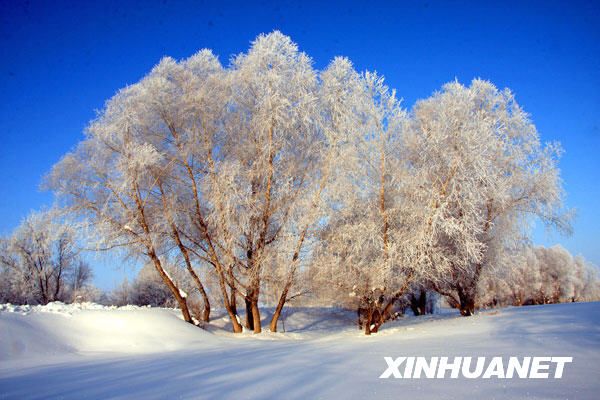 Красивая изморозь в Алтайском районе Синьцзян-Уйгурского автономного района 1