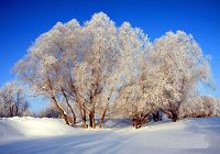 Красивая изморозь в Алтайском районе Синьцзян-Уйгурского автономного района