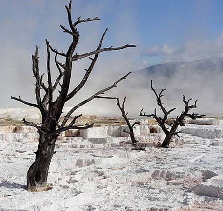 Mammoth Hot Springs