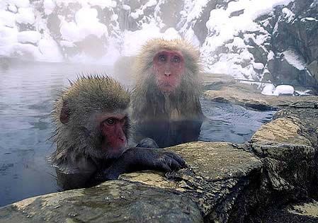 Jigokudani Hot Springs