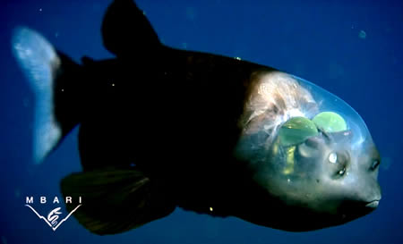 Рыба с прозрачной головой (Barreleye)