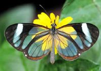 Прозрачная бабочка (Greta Oto)