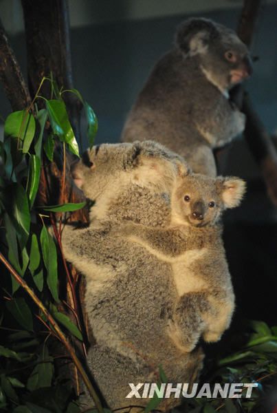 Близнецы коалы одновременно родили детенышей в зоопарке Гуанчжоу 