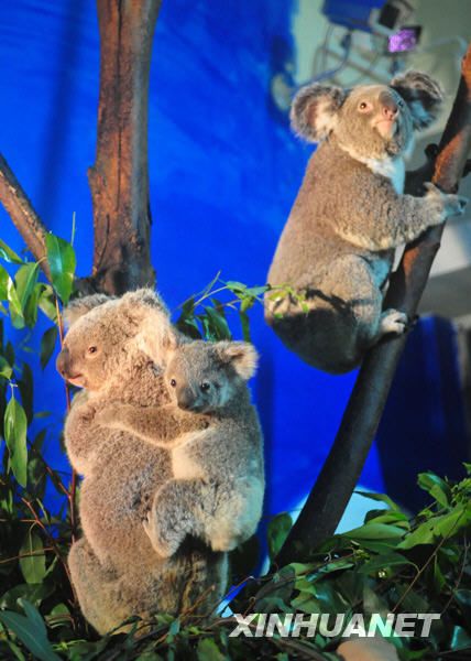 Близнецы коалы одновременно родили детенышей в зоопарке Гуанчжоу 