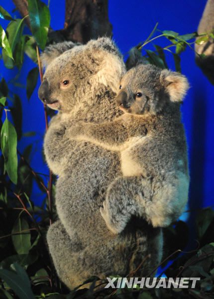 Близнецы коалы в Сянцзянском зоопарке Гуанчжоу родили детенышей 1