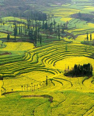 Провинция Юньнань: красивые цветы рапса 