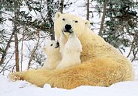Белая медведица учит своих детенышей приспосабливаться к суровой погоде