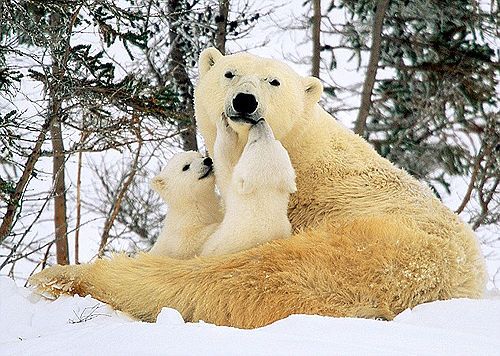 Белая медведица учит своих детенышей приспосабливаться к суровой погоде 