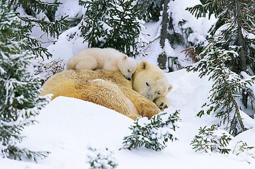 Белая медведица учит своих детенышей приспосабливаться к суровой погоде 