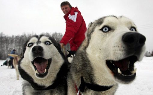 Прекрасные фотографии с соревнований по гонкам на собачьих упряжках, прошедших на Аляске 1