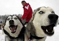 Прекрасные фотографии с соревнований по гонкам на собачьих упряжках, прошедших на Аляске