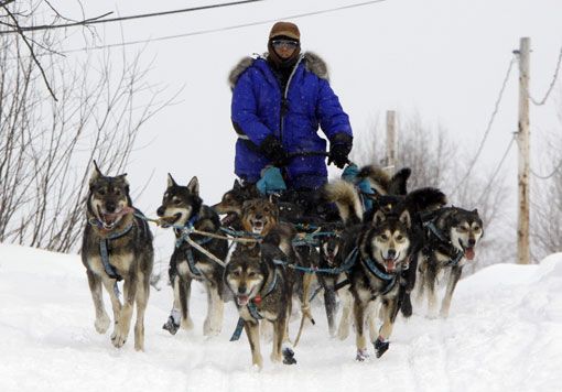 Прекрасные фотографии с соревнований по гонкам на собачьих упряжках, прошедших на Аляске 2