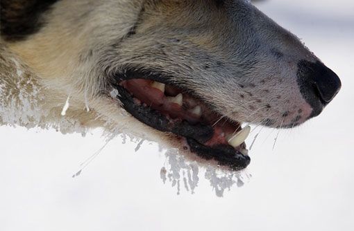 Прекрасные фотографии с соревнований по гонкам на собачьих упряжках, прошедших на Аляске 4