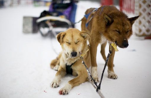Прекрасные фотографии с соревнований по гонкам на собачьих упряжках, прошедших на Аляске 6