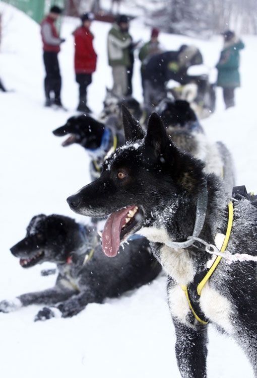 Прекрасные фотографии с соревнований по гонкам на собачьих упряжках, прошедших на Аляске 9