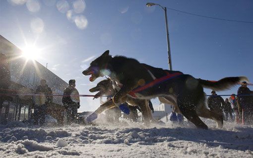 Прекрасные фотографии с соревнований по гонкам на собачьих упряжках, прошедших на Аляске 11