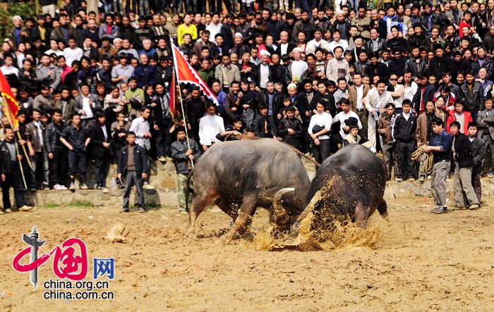 Фестиваль боя быков у национальности тун 2