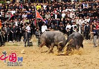Фестиваль боя быков у национальности тун