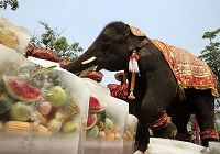 В Таиланде отметили Праздник слонов