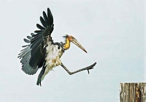 Лучшие снимки диких животных