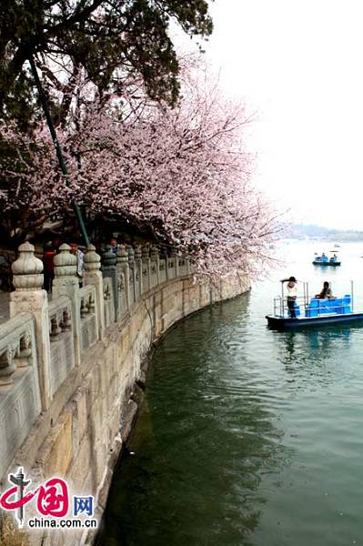 Море цветов в пекинском парке «Ихэюань»