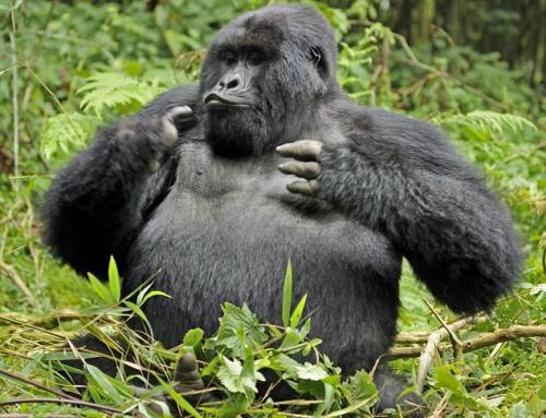 Пьяная горилла Сильвербэк в объективе фотографа 