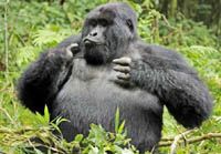 Пьяная горилла Сильвербэк в объективе фотографа