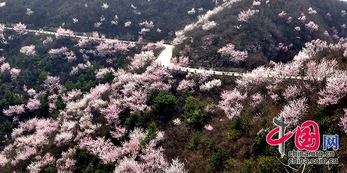 Цветы персика у южного подножия гор Тайханшань 