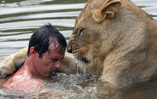 Зоолог Южной Африки плавает вместе со львом.